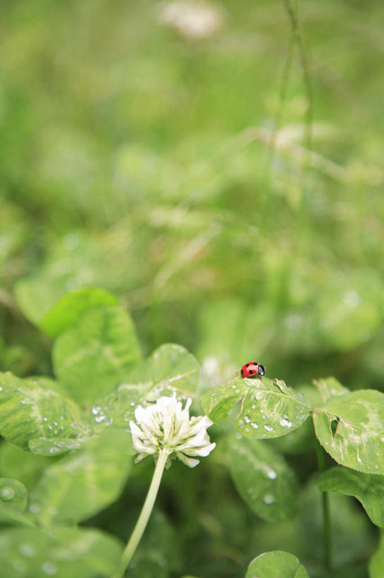 无人,站,竖图,俯视,室外,特写,白天,爱情,旅游,度假,自由,幸福,美景,植物,叶子,日本,亚洲,许多,朦胧,模糊,盛开,昆虫,景观,三叶草,绿叶,注视,娱乐,花,花瓣,花朵,花卉,鲜花,一只,红色,白色,自然,动物,花蕊,观察,看,站着,享受,休闲,嫩叶,景色,放松,观看,希望,察看,关注,自然风光,和平,益虫,东亚,车轴草,苜蓿,日本国,统一,团结,叶,叶片,站立,彩图,高角度拍摄,全身