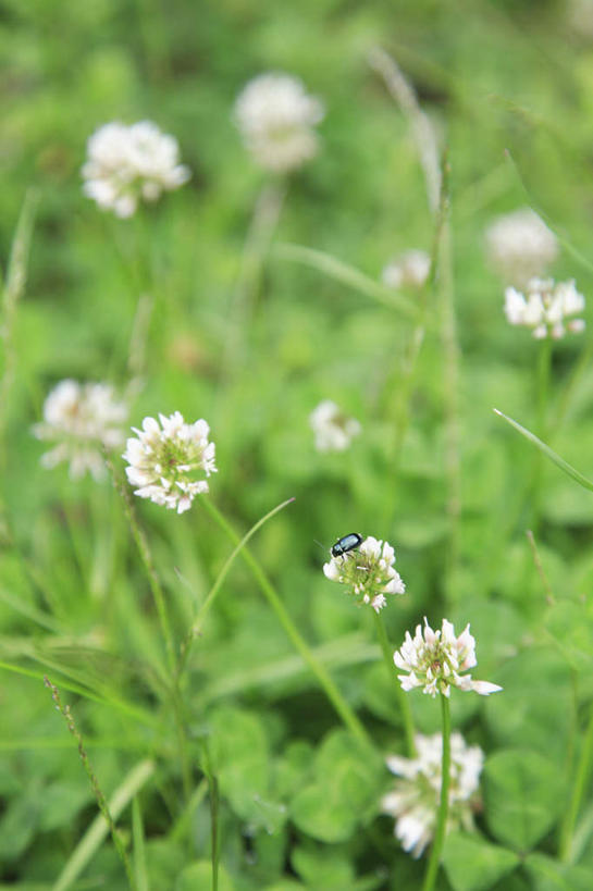 无人,站,竖图,俯视,室外,特写,白天,爱情,旅游,度假,自由,幸福,美景,植物,叶子,日本,亚洲,许多,朦胧,模糊,盛开,昆虫,景观,三叶草,绿叶,注视,娱乐,花,花瓣,花朵,花卉,鲜花,一只,白色,自然,动物,花蕊,观察,看,站着,享受,休闲,嫩叶,景色,放松,观看,希望,察看,关注,自然风光,和平,益虫,东亚,车轴草,苜蓿,日本国,统一,团结,叶,叶片,站立,彩图,高角度拍摄,全身