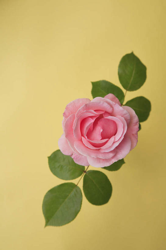 无人,竖图,俯视,室内,特写,白天,爱情,幸福,纯洁,热情,美景,植物,玫瑰,叶子,黄色背景,景观,绿叶,玫瑰花,浪漫,花蕾,花瓣,花朵,花卉,鲜花,一朵,粉色,自然,花苞,温暖,温馨,嫩叶,景色,恩爱,摄影,影棚,和睦,自然风光,感动,尊敬,天真,刺玫花,徘徊花,叶,叶片,彩图,高角度拍摄,影棚拍摄,拍摄,融洽