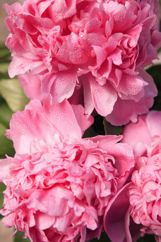 无人,竖图,俯视,室外,特写,白天,旅游,度假,美景,植物,牡丹花,日本,亚洲,许多,朦胧,模糊,盛开,景观,娱乐,花,花瓣,花朵,花卉,鲜花,粉色,自然,花蕊,享受,休闲,景色,放松,富贵,自然风光,东亚,日本国,鼠姑,鹿韭,白茸,百雨金,浓情,圆满,富贵花,洛阳花,牡丹,木芍药,芍药,彩图,高角度拍摄