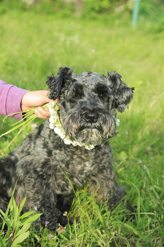 东方人,一个人,站,摸,竖图,室外,白天,正面,毛衣,草地,草坪,植物,宠物,狗,亚洲,仅一个年轻女性,仅一个女性,仅一个人,一条,抚摸,阴影,光线,影子,黄种人,草,粉色,绿色,黑色,阳光,动物,站着,可爱,忠诚,年轻女性,女人,女性,亚洲人,犬,触摸,接触,站立,半身,彩图,绒衣,套衫,套头毛衣,线衣