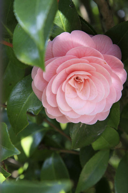 无人,竖图,俯视,室外,特写,白天,旅游,度假,美景,植物,山茶花,叶子,盛开,景观,绿叶,娱乐,花,花瓣,花朵,花卉,鲜花,一朵,粉色,自然,花蕊,享受,休闲,嫩叶,景色,放松,自然风光,玉茗花,耐冬,海石榴,茶花,叶,叶片,彩图,高角度拍摄