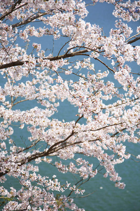 无人,竖图,室外,白天,仰视,旅游,度假,幸福,纯洁,美景,植物,樱花,日本,亚洲,许多,盛开,景观,娱乐,飞舞,花,花瓣,花朵,花卉,鲜花,树,树木,绿色,白色,自然,花蕊,享受,休闲,景色,放松,生长,成长,等待,飘浮,生命,自然风光,东亚,日本国,仙樱花,福岛樱,青肤樱,高尚,飘拂,热烈,荆桃,彩图,低角度拍摄