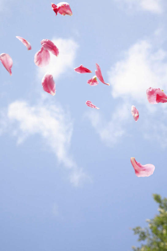 无人,竖图,室外,白天,仰视,旅游,度假,美景,植物,日本,亚洲,阴影,光线,影子,景观,云,云朵,飘落,云彩,娱乐,飞舞,花瓣,树,树木,粉色,蓝色,绿色,白云,蓝天,天空,阳光,自然,天,享受,休闲,景色,放松,生长,晴朗,成长,自然风光,东亚,日本国,飘拂,晴空,彩图,低角度拍摄