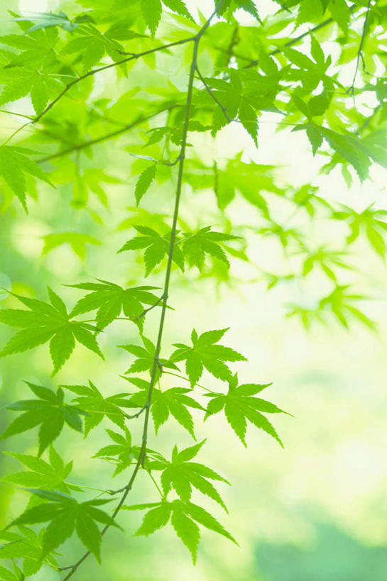 无人,竖图,室外,特写,白天,仰视,旅游,度假,美景,植物,枫树,叶子,东京,日本,亚洲,阴影,光线,影子,景观,枫叶,绿叶,娱乐,树,树木,绿色,阳光,自然,享受,休闲,嫩叶,景色,放松,生长,成长,自然风光,东亚,本州,关东地方,本州岛,日本国,东京都,槭树,鸡爪槭,叶,叶片,鸡爪枫,彩图,低角度拍摄