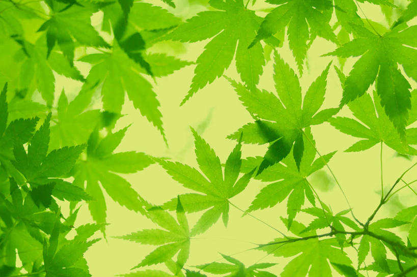 无人,横图,室外,特写,白天,仰视,旅游,度假,美景,植物,枫树,叶子,东京,日本,亚洲,阴影,光线,影子,景观,枫叶,绿叶,娱乐,树,树木,绿色,阳光,自然,享受,休闲,嫩叶,景色,放松,生长,成长,自然风光,东亚,本州,关东地方,本州岛,日本国,东京都,槭树,鸡爪槭,叶,叶片,鸡爪枫,彩图,低角度拍摄