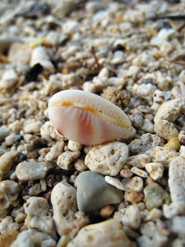 无人,竖图,俯视,室外,特写,白天,旅游,度假,石头,美景,贝壳,日本,亚洲,一堆,许多,阴影,堆叠,堆积,散落,光线,石子,影子,景观,娱乐,冲绳,一个,粉色,阳光,自然,享受,休闲,景色,放松,单个,堆,冲绳县,自然风光,东亚,琉球群岛,日本国,九州地方,贝类外壳,海螺壳,软体动物外壳,石块,岩石,彩图,高角度拍摄