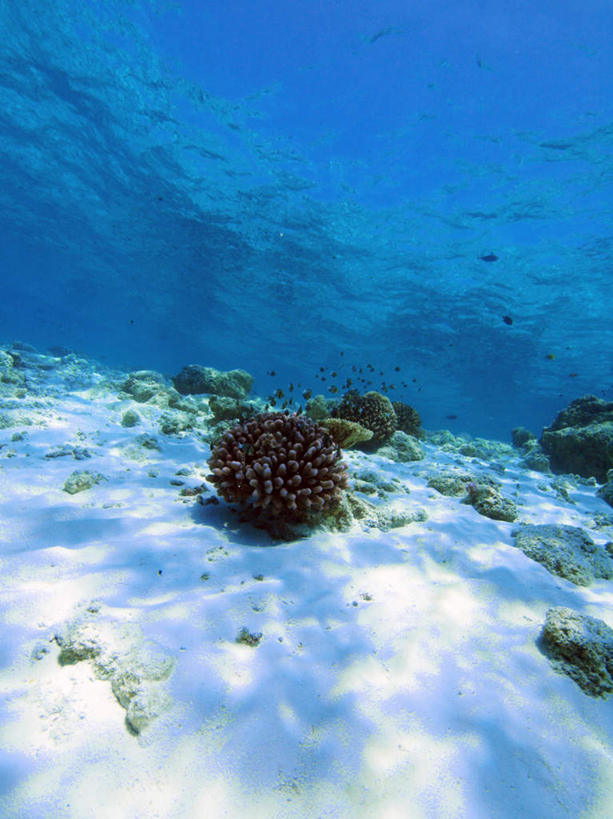 无人,竖图,俯视,室外,白天,旅游,度假,海底,水下,海浪,海洋,美景,日本,亚洲,珊瑚,景观,浪花,水底,娱乐,冲绳,珊瑚礁,蓝色,自然,海水,享受,休闲,景色,放松,海底世界,冲绳县,自然风光,海景,东亚,海底礁,琉球群岛,日本国,九州地方,大海,风浪,海,海床,海水的波动,礁,近岸浪,岩石,涌浪,彩图,高角度拍摄