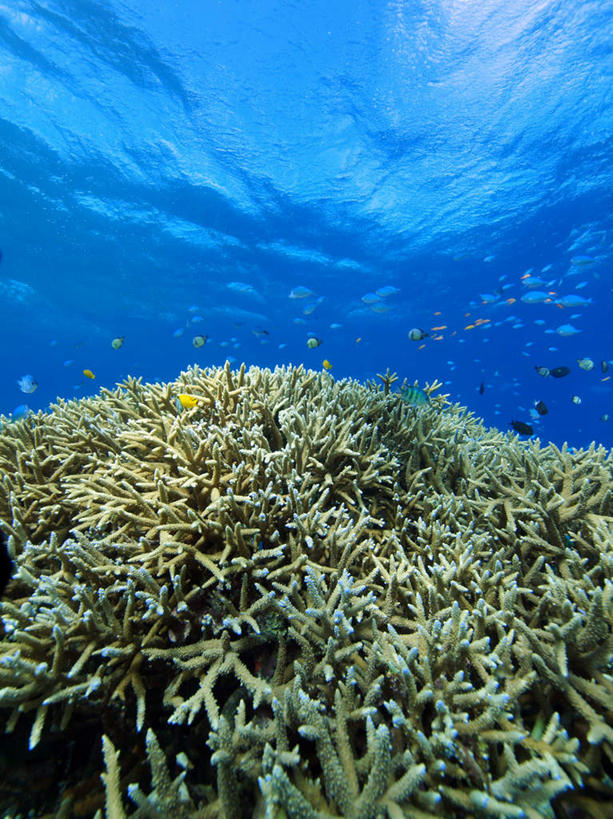 游泳,海鲜,无人,竖图,室外,白天,正面,旅游,度假,海底,水下,海浪,海洋,美景,日本,亚洲,许多,鱼,珊瑚,景观,浪花,水底,娱乐,冲绳,珊瑚礁,水产,鱼类,海洋生物,自然,海水,享受,休闲,景色,放松,海底世界,游动,冲绳县,自然风光,水生动物,海产品,水生物,海景,东亚,海底动物,海底礁,琉球群岛,日本国,九州地方,大海,风浪,海,海床,海水的波动,礁,近岸浪,岩石,涌浪,彩图