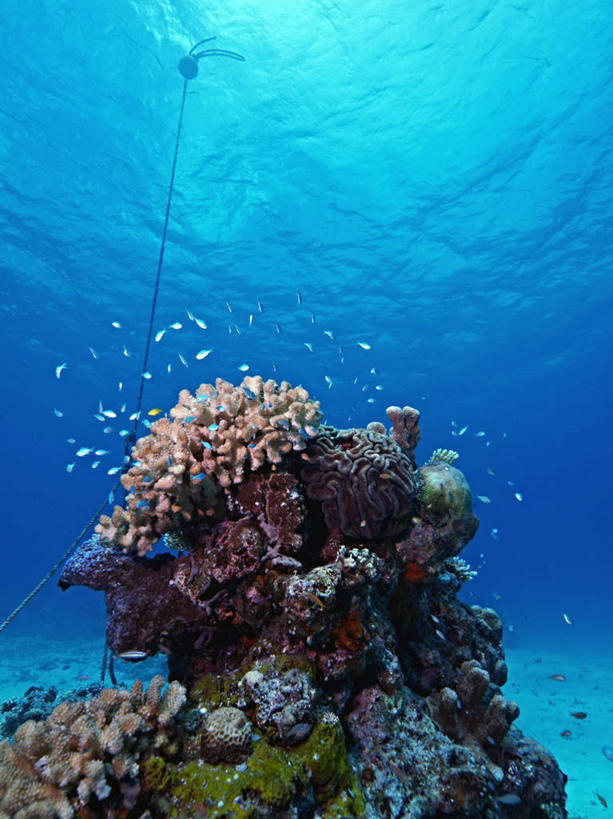 游泳,海鲜,无人,竖图,室外,白天,仰视,旅游,度假,海底,水下,海浪,海洋,美景,日本,亚洲,许多,鱼,珊瑚,景观,浪花,水底,娱乐,冲绳,珊瑚礁,水产,鱼类,海洋生物,自然,海水,享受,休闲,景色,放松,海底世界,游动,冲绳县,自然风光,水生动物,海产品,水生物,海景,东亚,海底动物,海底礁,琉球群岛,日本国,九州地方,大海,风浪,海,海床,海水的波动,礁,近岸浪,岩石,涌浪,彩图,低角度拍摄