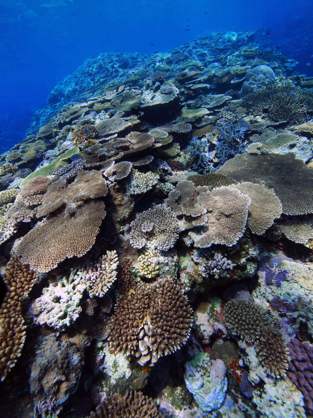 无人,竖图,俯视,室外,白天,旅游,度假,海底,水下,海浪,海洋,美景,日本,亚洲,许多,珊瑚,景观,浪花,水底,娱乐,冲绳,珊瑚礁,自然,海水,享受,休闲,景色,放松,海底世界,冲绳县,自然风光,海景,东亚,海底礁,琉球群岛,日本国,九州地方,大海,风浪,海,海床,海水的波动,礁,近岸浪,岩石,涌浪,彩图,高角度拍摄