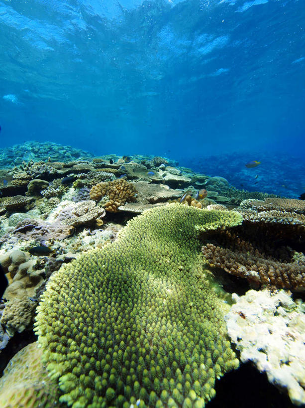 无人,竖图,室外,白天,正面,旅游,度假,海底,水下,海浪,海洋,美景,日本,亚洲,珊瑚,景观,浪花,水底,娱乐,冲绳,珊瑚礁,自然,海水,享受,休闲,景色,放松,海底世界,冲绳县,自然风光,海景,东亚,海底礁,琉球群岛,日本国,九州地方,大海,风浪,海,海床,海水的波动,礁,近岸浪,岩石,涌浪,彩图