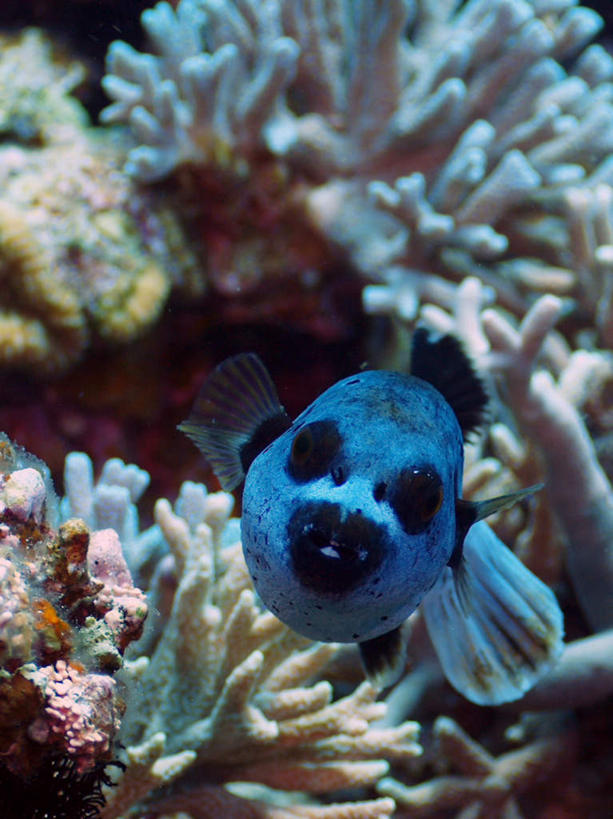 游泳,海鲜,无人,竖图,室外,特写,白天,正面,旅游,度假,海底,水下,海浪,海洋,美景,日本,亚洲,一条,鱼,珊瑚,景观,浪花,水底,娱乐,冲绳,珊瑚礁,水产,鱼类,海洋生物,蓝色,自然,海水,享受,休闲,景色,放松,海底世界,游动,冲绳县,自然风光,水生动物,海产品,水生物,海景,东亚,海底动物,海底礁,琉球群岛,日本国,九州地方,大海,风浪,海,海床,海水的波动,礁,近岸浪,岩石,涌浪,半身,彩图