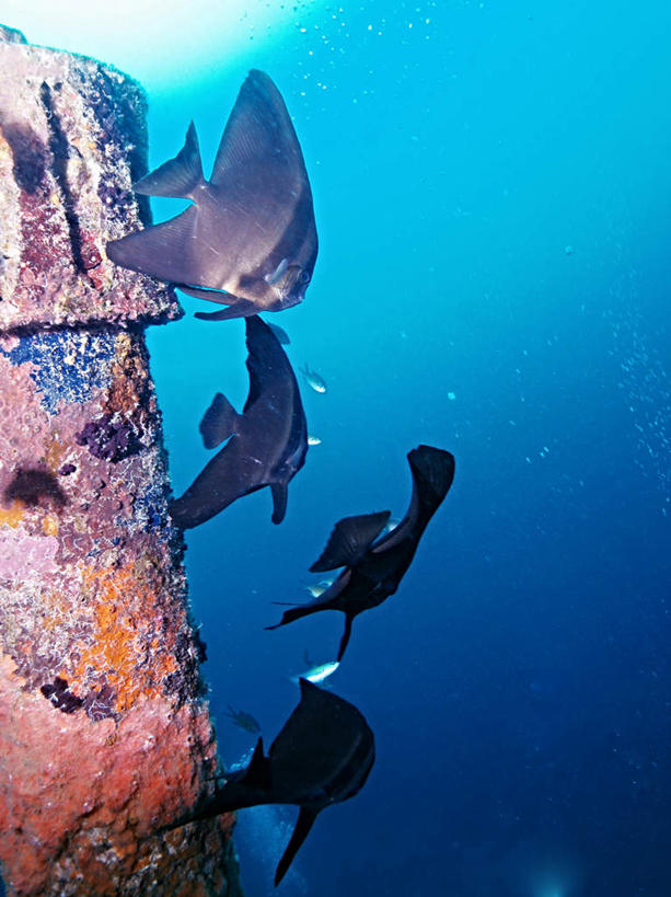 游泳,海鲜,无人,竖图,室外,白天,正面,旅游,度假,海底,水下,海浪,海洋,美景,轮船,船,菲律宾,亚洲,一艘,生锈,鱼,鱼群,景观,浪花,水底,娱乐,水产,鱼类,海洋生物,自然,海水,交通工具,享受,休闲,景色,放松,海底世界,东南亚,游动,自然风光,载具,水生动物,海产品,水生物,海景,海底动物,菲律宾共和国,大海,风浪,海,海床,海水的波动,近岸浪,涌浪,半身,彩图