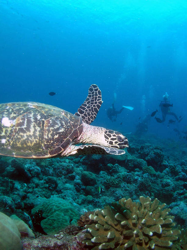 无人,竖图,室外,白天,正面,旅游,度假,海底,水下,海浪,海洋,美景,龟,马尔代夫,亚洲,珊瑚,景观,浪花,水底,娱乐,珊瑚礁,一只,自然,海水,享受,休闲,健康,景色,放松,海底世界,自然风光,坚定,南亚,海景,海底礁,长寿,马尔代夫共和国,大海,风浪,海,海床,海水的波动,礁,近岸浪,岩石,涌浪,海龟,半身,彩图