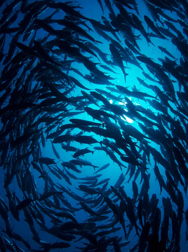 游泳,海鲜,无人,竖图,室外,白天,仰视,旅游,度假,海底,水下,海浪,海洋,美景,马尔代夫,亚洲,许多,鱼,鱼群,景观,浪花,水底,娱乐,水产,鱼类,海洋生物,自然,海水,享受,休闲,景色,放松,海底世界,游动,自然风光,水生动物,海产品,南亚,水生物,海景,海底动物,马尔代夫共和国,六带鲹,大海,风浪,海,海床,海水的波动,近岸浪,涌浪,半身,彩图,低角度拍摄