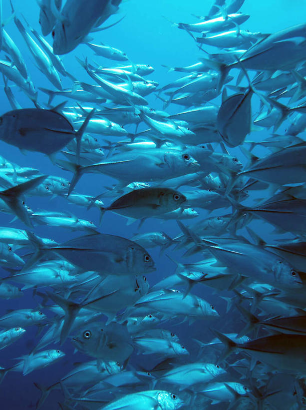 游泳,海鲜,无人,竖图,室外,白天,仰视,旅游,度假,海底,水下,海浪,海洋,美景,马尔代夫,亚洲,许多,鱼,鱼群,景观,浪花,水底,娱乐,水产,鱼类,海洋生物,自然,海水,享受,休闲,景色,放松,海底世界,游动,自然风光,水生动物,海产品,南亚,水生物,海景,海底动物,马尔代夫共和国,六带鲹,大海,风浪,海,海床,海水的波动,近岸浪,涌浪,半身,彩图,低角度拍摄