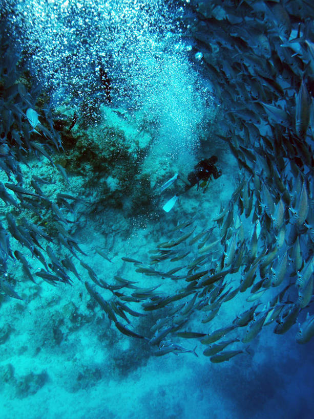 游泳,海鲜,无人,竖图,室外,白天,仰视,旅游,度假,海底,水下,海浪,海洋,美景,水,马尔代夫,亚洲,许多,波纹,透明,鱼,鱼群,液体,景观,浪花,气泡,水滴,水底,娱乐,水泡,水产,鱼类,海洋生物,水珠,水纹,自然,海水,泡泡,享受,休闲,景色,放松,海底世界,游动,自然风光,水生动物,海产品,南亚,水生物,海景,海底动物,马尔代夫共和国,六带鲹,大海,风浪,海,海床,海水的波动,近岸浪,涌浪,半身,彩图,低角度拍摄