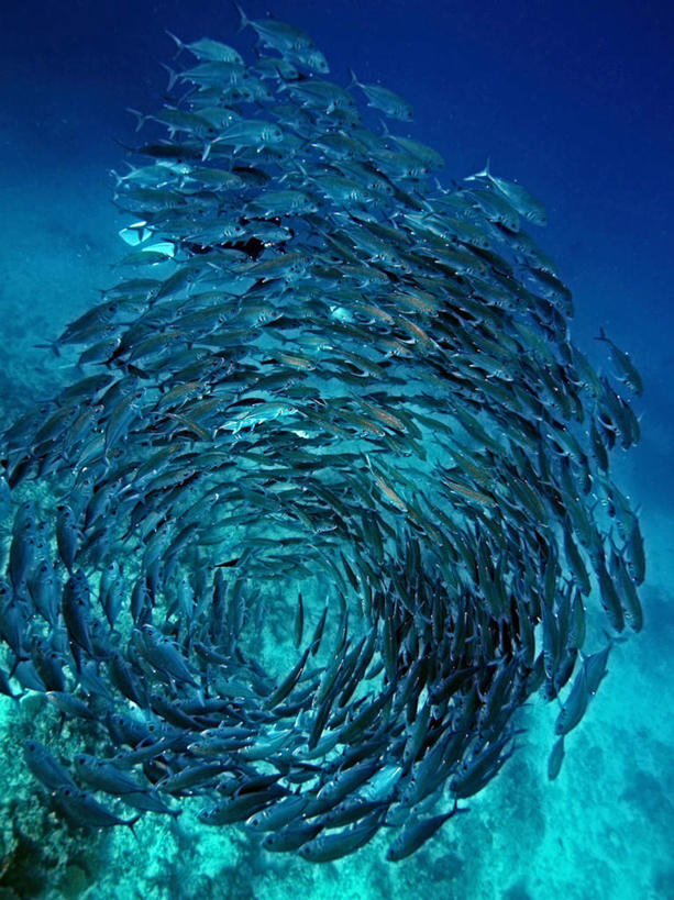 游泳,海鲜,无人,竖图,室外,白天,仰视,旅游,度假,海底,水下,海浪,海洋,美景,马尔代夫,亚洲,许多,鱼,鱼群,圆环,景观,浪花,水底,娱乐,水产,鱼类,海洋生物,自然,海水,享受,休闲,景色,放松,海底世界,游动,自然风光,水生动物,海产品,南亚,水生物,海景,海底动物,马尔代夫共和国,六带鲹,大海,风浪,海,海床,海水的波动,近岸浪,涌浪,半身,彩图,低角度拍摄