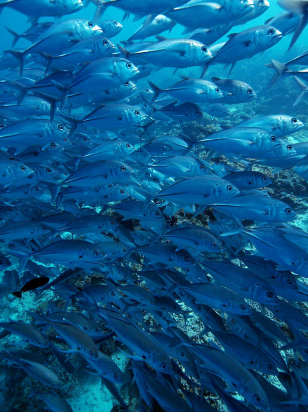 游泳,海鲜,无人,竖图,室外,白天,仰视,旅游,度假,海底,水下,海浪,海洋,美景,马尔代夫,亚洲,许多,鱼,鱼群,圆环,景观,浪花,水底,娱乐,水产,鱼类,海洋生物,自然,海水,享受,休闲,景色,放松,海底世界,游动,自然风光,水生动物,海产品,南亚,水生物,海景,海底动物,马尔代夫共和国,六带鲹,大海,风浪,海,海床,海水的波动,近岸浪,涌浪,半身,彩图,低角度拍摄