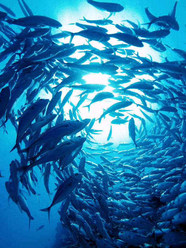 游泳,海鲜,无人,竖图,室外,白天,仰视,旅游,度假,海底,水下,海浪,海洋,美景,马尔代夫,亚洲,许多,鱼,鱼群,景观,浪花,水底,娱乐,水产,鱼类,海洋生物,自然,海水,享受,休闲,景色,放松,海底世界,游动,自然风光,水生动物,海产品,南亚,水生物,海景,海底动物,马尔代夫共和国,六带鲹,大海,风浪,海,海床,海水的波动,近岸浪,涌浪,半身,彩图,低角度拍摄