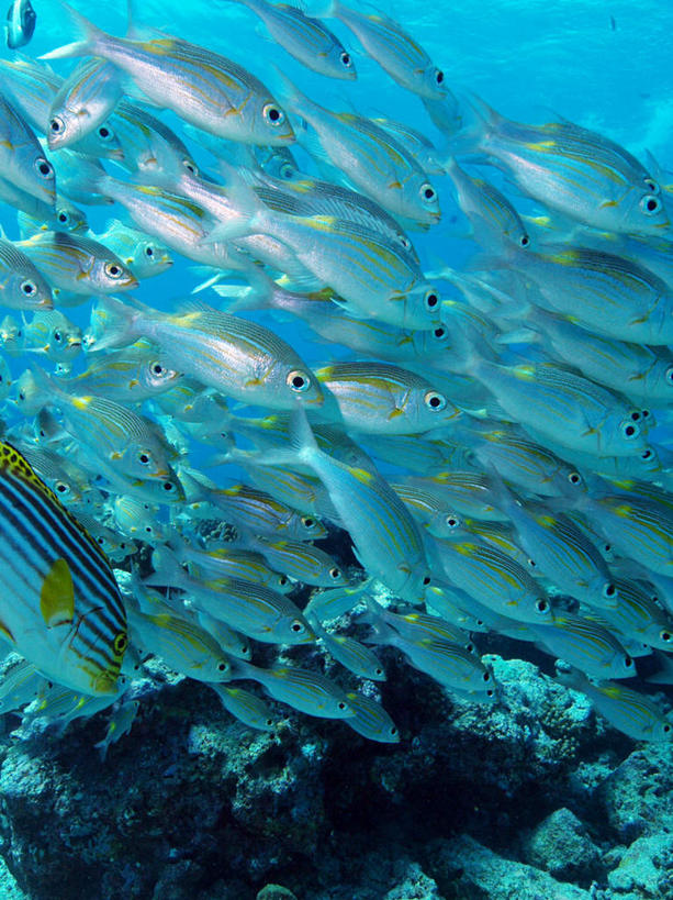 游泳,海鲜,无人,竖图,室外,白天,仰视,旅游,度假,海底,水下,海浪,海洋,美景,马尔代夫,亚洲,许多,鱼,鱼群,景观,浪花,水底,娱乐,水产,鱼类,海洋生物,自然,海水,享受,休闲,景色,放松,海底世界,海鲷,游动,自然风光,水生动物,海产品,南亚,水生物,海景,海底动物,马尔代夫共和国,大海,风浪,海,海床,海水的波动,近岸浪,涌浪,半身,彩图,低角度拍摄