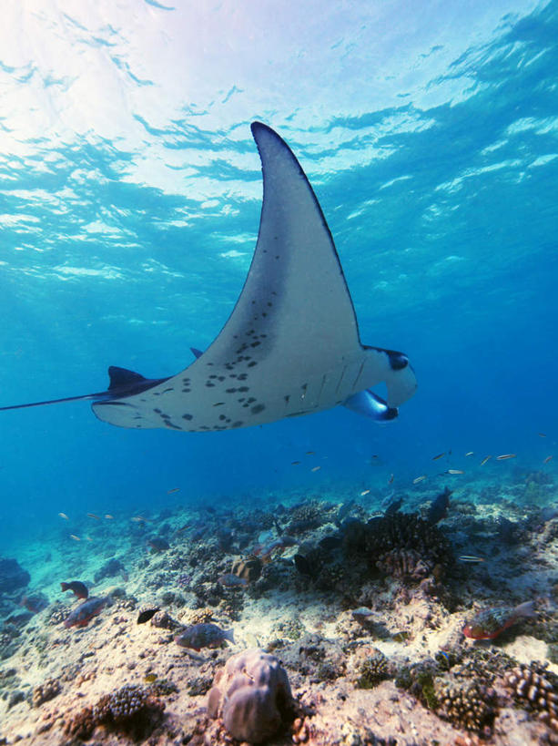 游泳,海鲜,无人,竖图,室外,白天,仰视,旅游,度假,海底,水下,海浪,海洋,美景,马尔代夫,亚洲,一条,鱼,景观,浪花,水底,娱乐,水产,鱼类,海洋生物,自然,海水,享受,休闲,景色,放松,海底世界,游动,自然风光,水生动物,海产品,南亚,水生物,海景,海底动物,魔鬼鱼,蝠鲼,马尔代夫共和国,大海,风浪,海,海床,海水的波动,近岸浪,涌浪,彩图,低角度拍摄,全身