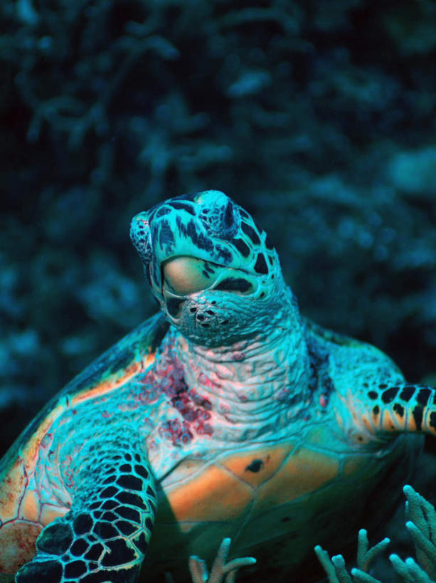 无人,竖图,室外,特写,白天,正面,旅游,度假,海底,水下,海浪,海洋,美景,龟,马尔代夫,亚洲,珊瑚,景观,浪花,水底,娱乐,珊瑚礁,一只,自然,海水,享受,休闲,健康,景色,放松,海底世界,自然风光,坚定,南亚,海景,海底礁,长寿,马尔代夫共和国,大海,风浪,海,海床,海水的波动,礁,近岸浪,岩石,涌浪,海龟,半身,彩图