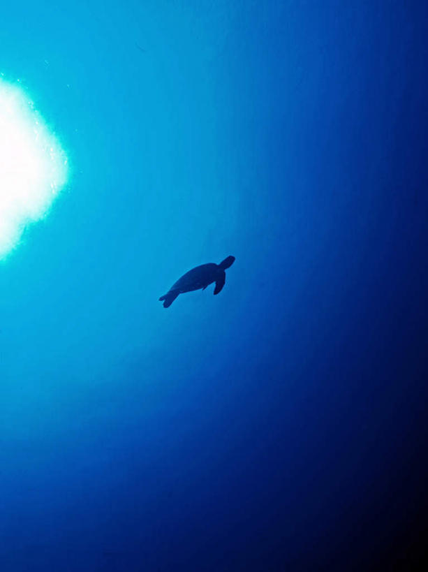 无人,竖图,室外,白天,仰视,旅游,度假,海底,水下,海浪,海洋,美景,龟,帕劳,景观,浪花,水底,娱乐,一只,自然,海水,享受,休闲,健康,景色,放松,海底世界,太平洋,自然风光,坚定,海景,帕劳群岛,帛琉群岛,长寿,西太平洋,加罗林群岛,帕劳共和国,大海,风浪,海,海床,海水的波动,近岸浪,涌浪,海龟,彩图,低角度拍摄,全身