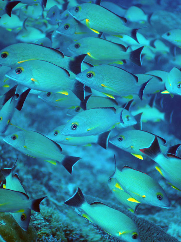 游泳,海鲜,无人,竖图,室外,白天,正面,旅游,度假,海底,水下,海浪,海洋,美景,帕劳,许多,鱼,景观,浪花,水底,鲷鱼,娱乐,水产,鱼类,海洋生物,自然,海水,享受,休闲,景色,放松,海底世界,鲷,加吉鱼,铜盆鱼,游动,太平洋,自然风光,水生动物,海产品,水生物,海景,海底动物,帕劳群岛,帛琉群岛,班加吉,加真鲷,西太平洋,加罗林群岛,帕劳共和国,大海,风浪,海,海床,海水的波动,近岸浪,涌浪,半身,彩图