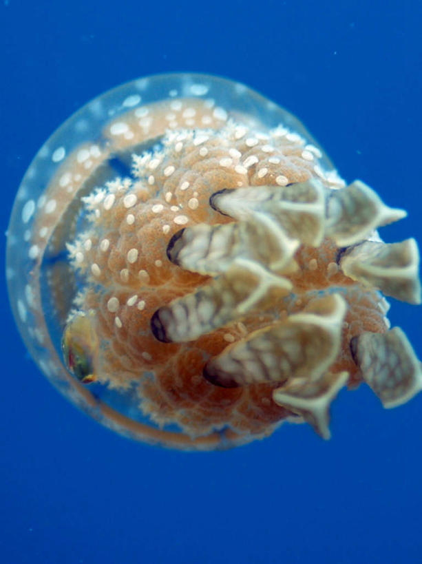 无人,竖图,室外,白天,正面,旅游,度假,海底,水下,海浪,海洋,美景,菲律宾,亚洲,景观,浪花,水底,美丽,娱乐,海洋生物,无脊椎动物,一只,自然,海水,享受,休闲,景色,放松,海底世界,东南亚,自然风光,水生动物,浮游动物,水生物,凶猛,海景,海底动物,菲律宾共和国,大海,风浪,海,海床,海水的波动,近岸浪,涌浪,水母,彩图