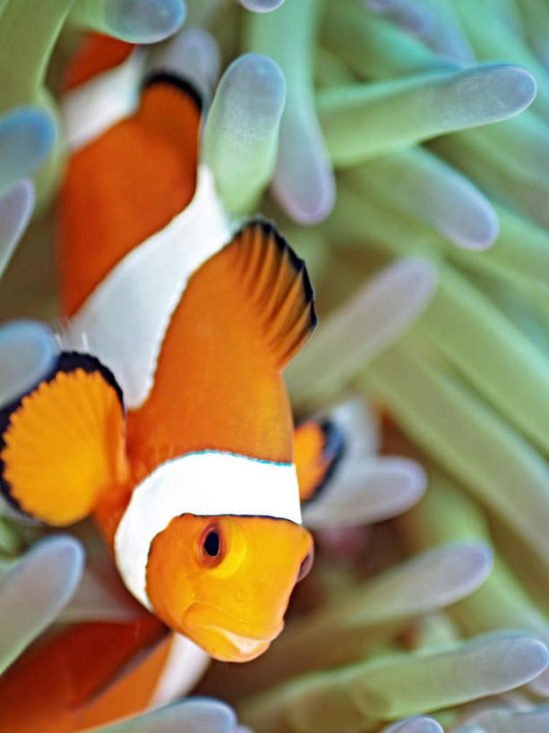 游泳,海鲜,无人,竖图,俯视,室外,特写,白天,旅游,度假,海底,水下,海浪,海洋,美景,菲律宾,亚洲,一条,鱼,珊瑚,景观,浪花,水底,娱乐,小丑鱼,珊瑚礁,水产,鱼类,海洋生物,黄色,自然,海水,享受,休闲,景色,放松,海底世界,东南亚,游动,自然风光,水生动物,海产品,海葵鱼,水生物,海景,海底动物,海底礁,菲律宾共和国,三带双锯鱼,双锯鱼,大海,风浪,海,海床,海水的波动,礁,近岸浪,岩石,涌浪,彩图,高角度拍摄,全身