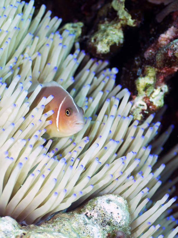 游泳,海鲜,无人,竖图,俯视,室外,白天,旅游,度假,海底,水下,海浪,海洋,美景,菲律宾,亚洲,一条,鱼,珊瑚,景观,浪花,水底,娱乐,珊瑚礁,水产,鱼类,海洋生物,红色,自然,海水,享受,休闲,景色,放松,海底世界,东南亚,游动,自然风光,水生动物,海产品,水生物,海景,海底动物,海底礁,观赏鱼,菲律宾共和国,颈环双锯鱼,粉红小丑,咖啡小丑,大海,风浪,海,海床,海水的波动,礁,近岸浪,岩石,涌浪,彩图,高角度拍摄,全身