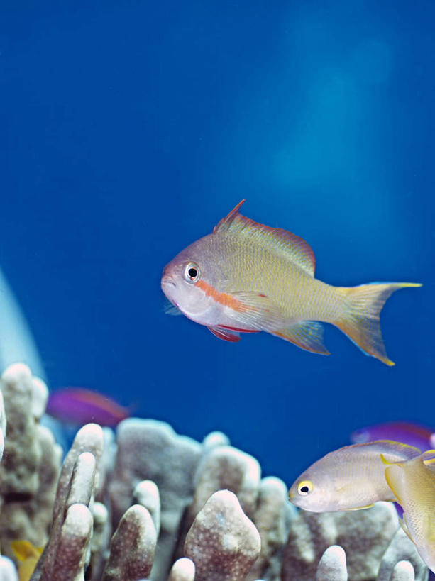 游泳,海鲜,无人,竖图,室外,白天,正面,旅游,度假,海底,水下,海浪,海洋,美景,菲律宾,亚洲,两条,鱼,珊瑚,景观,浪花,水底,娱乐,珊瑚礁,水产,鱼类,海洋生物,自然,海水,享受,休闲,景色,放松,海底世界,东南亚,游动,自然风光,水生动物,海产品,水生物,海景,海底动物,海底礁,菲律宾共和国,大海,风浪,海,海床,海水的波动,礁,近岸浪,岩石,涌浪,彩图,全身