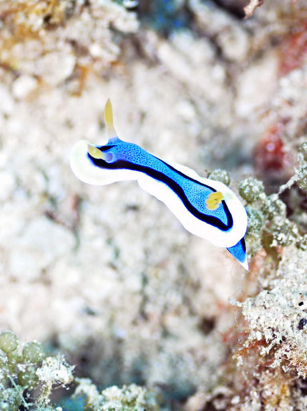 游泳,海鲜,无人,竖图,俯视,室外,特写,白天,旅游,度假,海底,水下,海浪,海洋,美景,菲律宾,亚洲,一条,鱼,珊瑚,景观,浪花,水底,娱乐,珊瑚礁,水产,鱼类,海洋生物,蓝色,自然,海水,享受,休闲,景色,放松,海底世界,东南亚,游动,自然风光,水生动物,海产品,水生物,海景,海底动物,海底礁,菲律宾共和国,大海,风浪,海,海床,海水的波动,礁,近岸浪,岩石,涌浪,彩图,高角度拍摄,全身