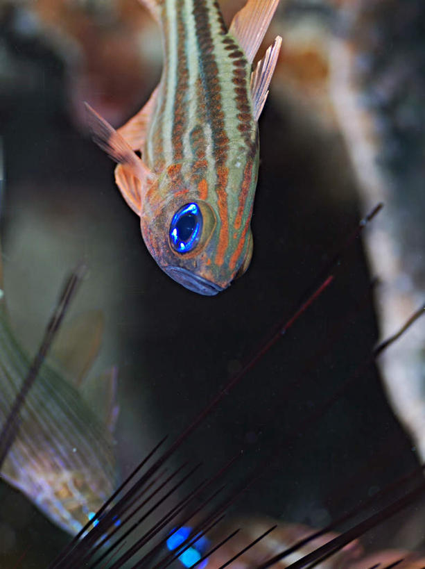 游泳,海鲜,无人,竖图,俯视,室外,特写,白天,旅游,度假,海底,水下,海浪,海洋,美景,一条,鱼,珊瑚,景观,浪花,水底,娱乐,珊瑚礁,水产,鱼类,海洋生物,自然,海水,享受,休闲,景色,放松,海底世界,游动,自然风光,水生动物,海产品,水生物,海景,海底动物,海底礁,大海,风浪,海,海床,海水的波动,礁,近岸浪,岩石,涌浪,半身,彩图,高角度拍摄