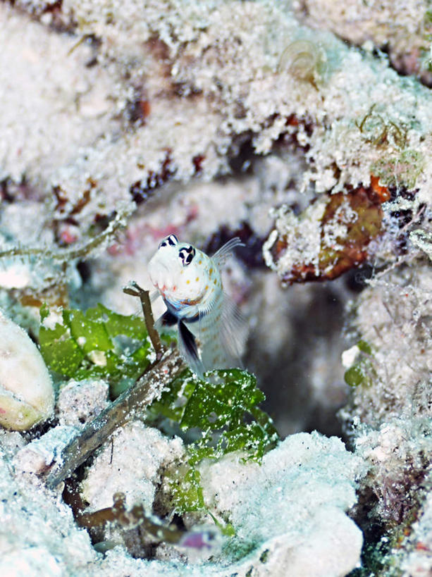 游泳,海鲜,无人,竖图,俯视,室外,特写,白天,旅游,度假,海底,水下,海浪,海洋,美景,菲律宾,亚洲,一条,鱼,珊瑚,景观,浪花,水底,娱乐,珊瑚礁,水产,鱼类,海洋生物,自然,海水,享受,休闲,景色,放松,海底世界,东南亚,游动,自然风光,水生动物,海产品,水生物,海景,海底动物,海底礁,菲律宾共和国,斑点虾虎鱼,点纹钝塘鳢,大海,风浪,海,海床,海水的波动,礁,近岸浪,岩石,涌浪,半身,彩图,高角度拍摄