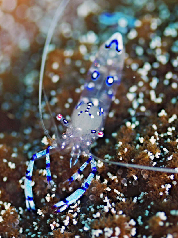 海鲜,无人,竖图,俯视,室外,特写,白天,旅游,度假,海底,水下,海浪,海洋,美景,菲律宾,亚洲,一条,景观,浪花,水底,虾,娱乐,水产,海洋生物,自然,海水,享受,休闲,景色,放松,海底世界,东南亚,自然风光,水生动物,海产品,水生物,海景,海底动物,菲律宾共和国,大海,风浪,海,海床,海水的波动,近岸浪,涌浪,彩图,高角度拍摄