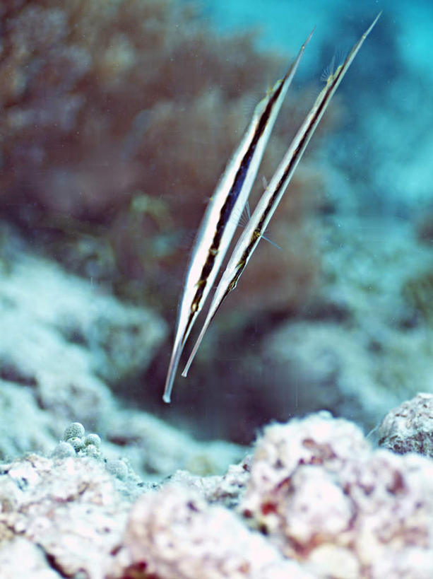 游泳,海鲜,无人,竖图,室外,特写,白天,正面,旅游,度假,海底,水下,海浪,海洋,美景,菲律宾,亚洲,一条,鱼,景观,浪花,水底,娱乐,水产,鱼类,海洋生物,黑色,自然,海水,享受,休闲,景色,放松,海底世界,东南亚,游动,自然风光,水生动物,海产品,水生物,海景,海底动物,菲律宾共和国,大海,风浪,海,海床,海水的波动,近岸浪,涌浪,彩图