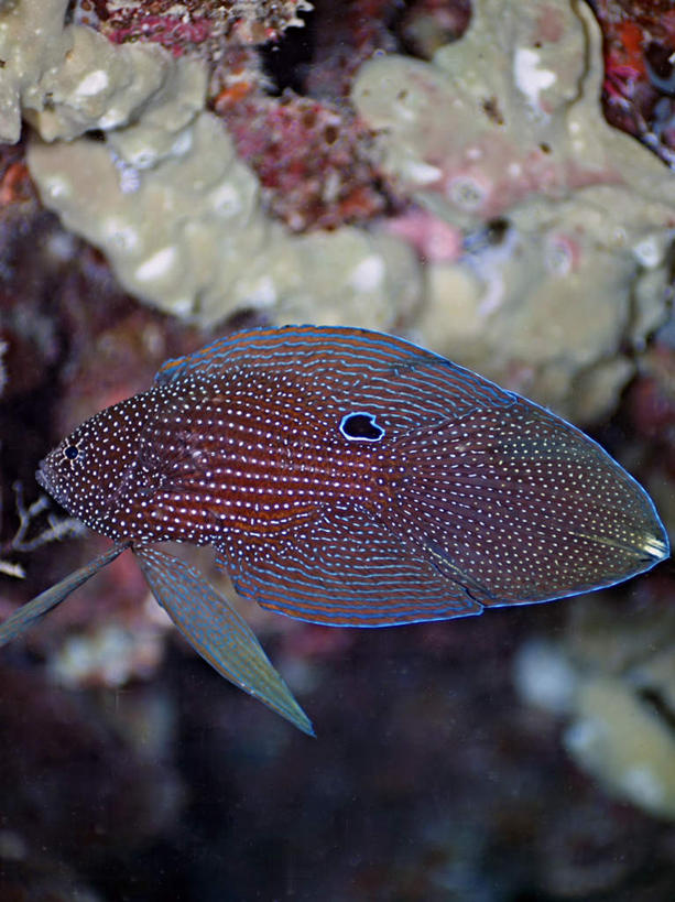 游泳,海鲜,无人,竖图,俯视,室外,特写,白天,旅游,度假,海底,水下,海浪,海洋,美景,菲律宾,亚洲,一条,鱼,景观,浪花,水底,娱乐,水产,鱼类,海洋生物,自然,海水,享受,休闲,景色,放松,海底世界,东南亚,游动,自然风光,水生动物,海产品,水生物,海景,海底动物,菲律宾共和国,七夕鱼,大海,风浪,海,海床,海水的波动,近岸浪,涌浪,彩图,高角度拍摄,全身