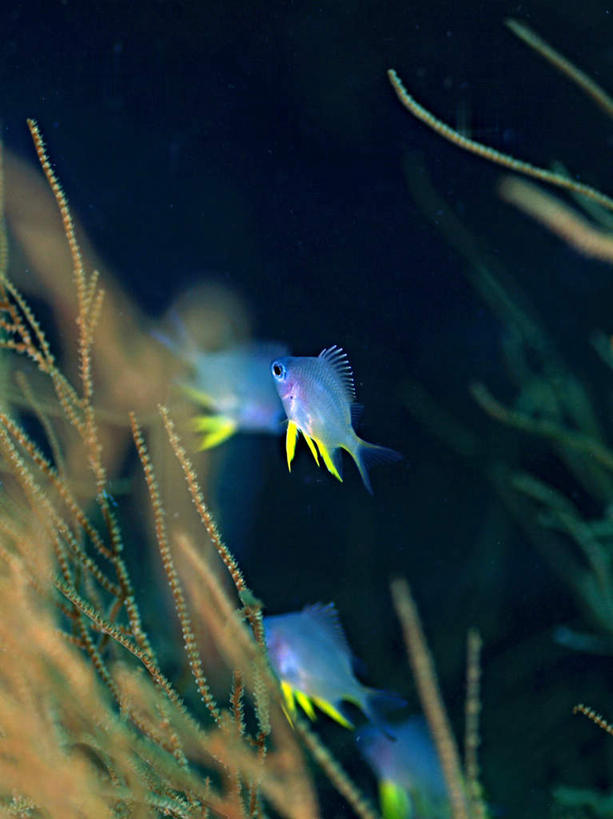 游泳,海鲜,无人,竖图,室外,白天,正面,旅游,度假,海底,水下,海浪,海洋,美景,菲律宾,亚洲,鱼,景观,浪花,水底,娱乐,水产,鱼类,海洋生物,蓝色,自然,海水,享受,休闲,景色,放松,海底世界,东南亚,三条,游动,自然风光,水生动物,海产品,水生物,海景,海底动物,菲律宾共和国,大海,风浪,海,海床,海水的波动,近岸浪,涌浪,彩图,全身