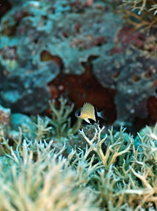 游泳,海鲜,无人,竖图,俯视,室外,白天,旅游,度假,海底,水下,海浪,海洋,美景,菲律宾,亚洲,一条,鱼,珊瑚,景观,浪花,水底,褐色,娱乐,珊瑚礁,水产,鱼类,海洋生物,自然,海水,享受,休闲,景色,放松,海底世界,东南亚,游动,自然风光,水生动物,海产品,水生物,海景,海底动物,海底礁,菲律宾共和国,黑带光鳃雀鲷,黑线雀,大海,风浪,海,海床,海水的波动,礁,近岸浪,岩石,涌浪,半身,彩图,高角度拍摄