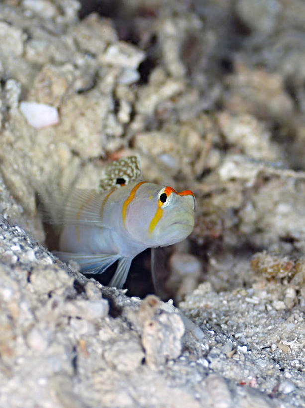 游泳,海鲜,无人,竖图,俯视,室外,白天,旅游,度假,海底,水下,海浪,海洋,石头,美景,菲律宾,亚洲,一条,鱼,石子,景观,浪花,水底,娱乐,水产,鱼类,海洋生物,自然,海水,享受,休闲,景色,放松,海底世界,东南亚,游动,自然风光,水生动物,海产品,水生物,海景,海底动物,菲律宾共和国,大海,风浪,海,海床,海水的波动,近岸浪,石块,岩石,涌浪,彩图,高角度拍摄,全身