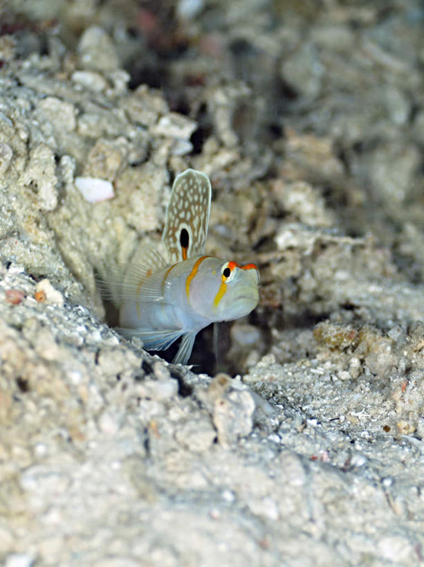 游泳,海鲜,无人,竖图,俯视,室外,白天,旅游,度假,海底,水下,海浪,海洋,石头,美景,菲律宾,亚洲,一条,鱼,石子,景观,浪花,水底,娱乐,水产,鱼类,海洋生物,自然,海水,享受,休闲,景色,放松,海底世界,东南亚,游动,自然风光,水生动物,海产品,水生物,海景,海底动物,菲律宾共和国,大海,风浪,海,海床,海水的波动,近岸浪,石块,岩石,涌浪,彩图,高角度拍摄,全身