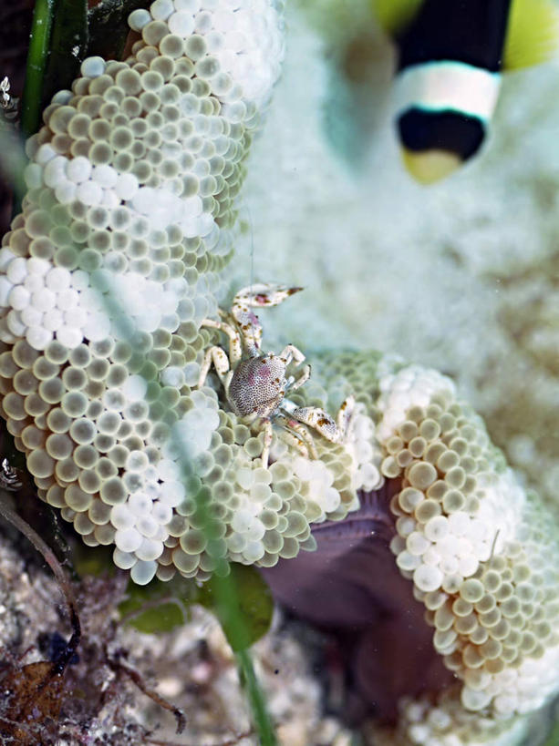 游泳,海鲜,蟹,无人,竖图,俯视,室外,特写,白天,旅游,度假,海底,水下,海浪,海洋,美景,菲律宾,亚洲,一条,螃蟹,鱼,景观,浪花,水底,娱乐,水产,鱼类,海洋生物,自然,海水,享受,休闲,景色,放松,海底世界,东南亚,游动,自然风光,水生动物,海产品,水生物,海景,海底动物,菲律宾共和国,瓷蟹,甲壳动物,海葵蟹,大海,风浪,海,海床,海水的波动,近岸浪,涌浪,半身,彩图,高角度拍摄