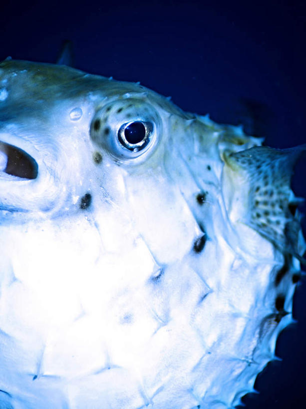 游泳,海鲜,无人,竖图,室外,特写,白天,正面,旅游,度假,海底,水下,海浪,海洋,美景,帕劳,一条,鱼,景观,浪花,水底,娱乐,水产,鱼类,海洋生物,蓝色,自然,海水,享受,休闲,景色,放松,海底世界,游动,太平洋,自然风光,水生动物,海产品,水生物,海景,海底动物,帕劳群岛,帛琉群岛,西太平洋,加罗林群岛,帕劳共和国,大海,风浪,海,海床,海水的波动,近岸浪,涌浪,半身,彩图