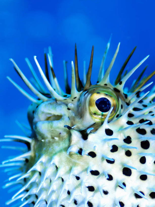 游泳,海鲜,无人,竖图,室外,特写,白天,正面,旅游,度假,海底,水下,海浪,海洋,美景,日本,亚洲,一条,鱼,景观,浪花,水底,娱乐,冲绳,水产,鱼类,海洋生物,蓝色,自然,海水,享受,休闲,景色,放松,海底世界,游动,冲绳县,自然风光,水生动物,海产品,水生物,海景,东亚,海底动物,琉球群岛,日本国,九州地方,大斑刺鲀,大海,风浪,海,海床,海水的波动,近岸浪,涌浪,半身,彩图