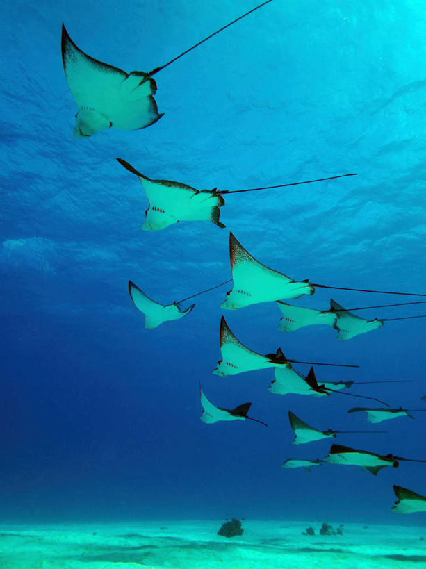 游泳,海鲜,无人,竖图,室外,白天,仰视,旅游,度假,海底,水下,海浪,海洋,美景,一排,许多,整齐,鱼,鱼群,景观,浪花,水底,娱乐,水产,鱼类,海洋生物,排列,自然,海水,享受,休闲,景色,放松,海底世界,游动,太平洋,队列,自然风光,水生动物,海产品,水生物,海景,海底动物,斑点鹰魟,北马里亚那群岛,北马里亚纳,北马里亚纳群岛,北马里亚纳群岛自由联邦,塞班岛,西太平洋,大海,风浪,海,海床,海水的波动,近岸浪,涌浪,彩图,低角度拍摄,全身