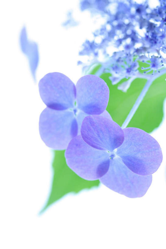 无人,竖图,俯视,室内,特写,白天,白色背景,骄傲,八仙花,叶子,一片,盛开,绿叶,花蕾,花,花瓣,花朵,鲜花,两朵,绿色,紫色,花苞,花蕊,绣球花,嫩叶,摄影,影棚,紫阳花,洋绣球,草绣球,斗球,七变化,粉团花,善变,叶,叶片,彩图,高角度拍摄,影棚拍摄,拍摄