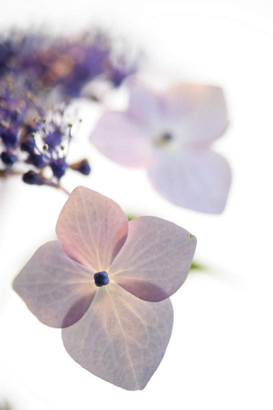 无人,竖图,俯视,室内,特写,白天,白色背景,骄傲,八仙花,朦胧,模糊,盛开,花蕾,花,花瓣,花朵,鲜花,两朵,紫色,花苞,花蕊,绣球花,摄影,影棚,紫阳花,洋绣球,草绣球,斗球,七变化,粉团花,善变,彩图,高角度拍摄,影棚拍摄,拍摄